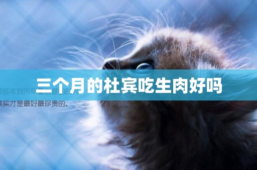 三個月的杜賓吃生肉好嗎
