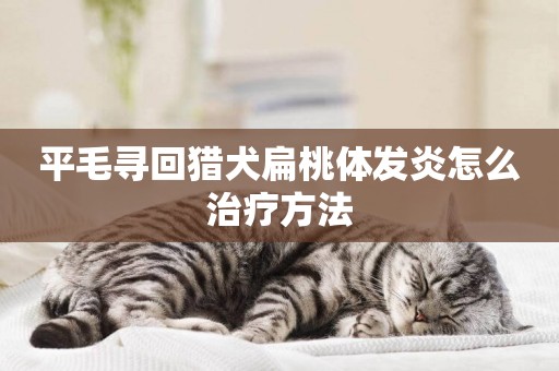 平毛尋回獵犬扁桃體發炎怎么治療方法