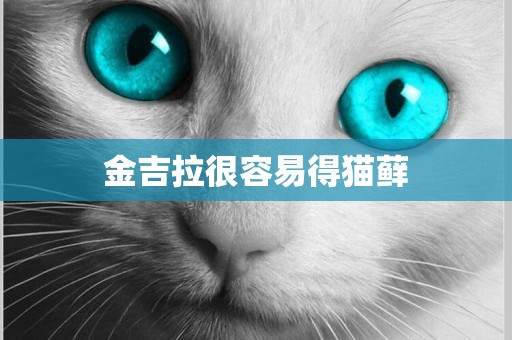 金吉拉很容易得貓蘚