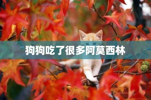 狗狗吃了很多阿莫西林