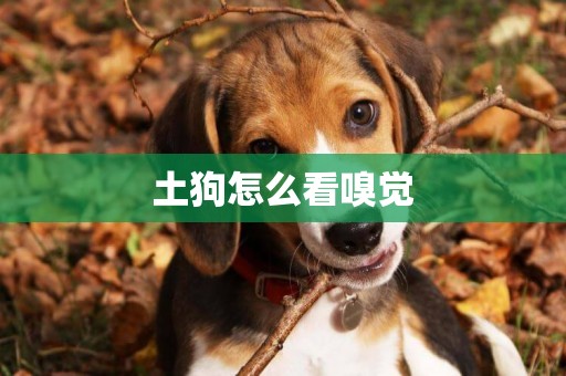土狗怎么看嗅覺