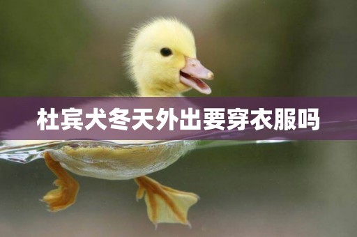 杜賓犬冬天外出要穿衣服嗎