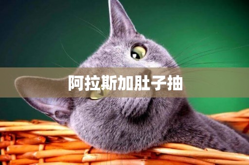 阿拉斯加肚子抽