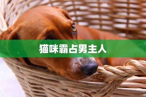 貓咪霸占男主人