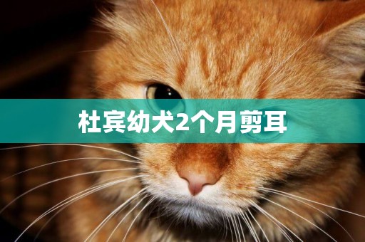 杜賓幼犬2個月剪耳