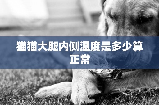 貓貓大腿內側溫度是多少算正常