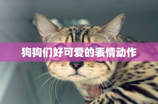 狗狗們好可愛的表情動作