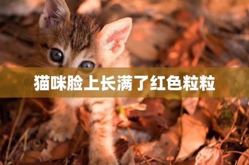 貓咪臉上長滿了紅色粒粒