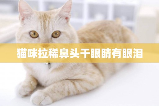 貓咪拉稀鼻頭干眼睛有眼淚