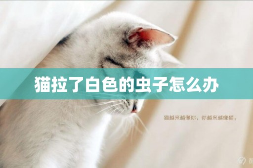 貓拉了白色的蟲子怎么辦