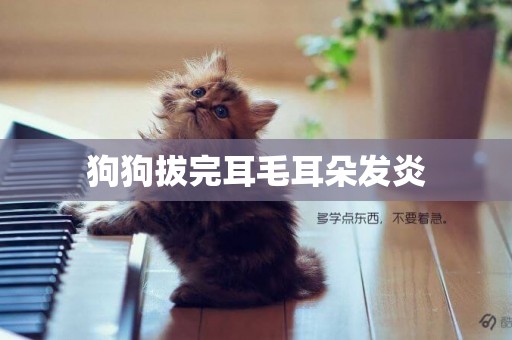 狗狗拔完耳毛耳朵發炎