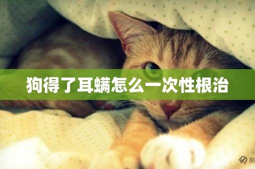 狗得了耳螨怎么一次性根治