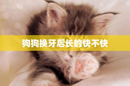 狗狗換牙后長的快不快