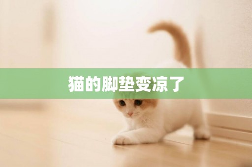 貓的腳墊變涼了