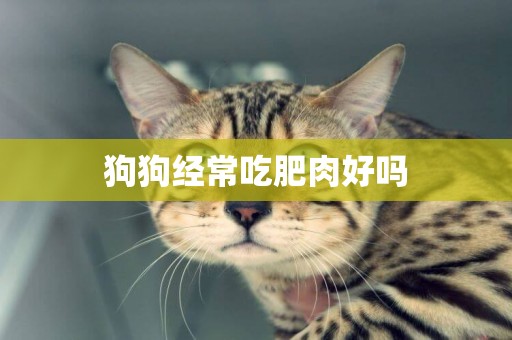 狗狗經常吃肥肉好嗎