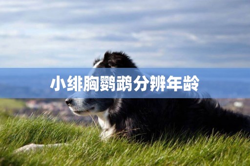 小緋胸鸚鵡分辨年齡