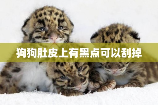 狗狗肚皮上有黑點可以刮掉