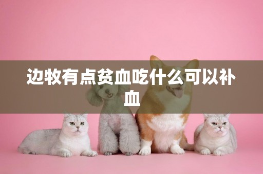 邊牧有點貧血吃什么可以補血