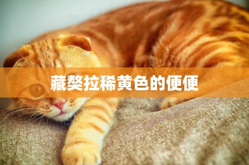 藏獒拉稀黃色的便便