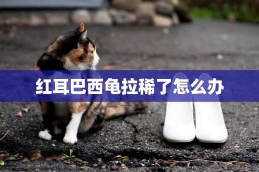 紅耳巴西龜拉稀了怎么辦