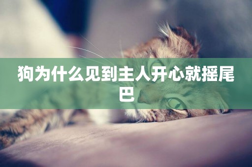 狗為什么見到主人開心就搖尾巴