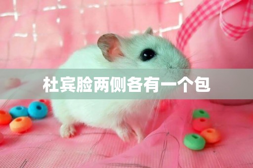 杜賓臉兩側各有一個包