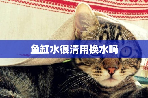 魚缸水很清用換水嗎