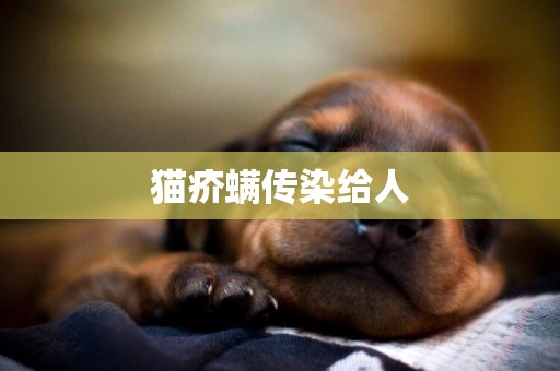 貓疥螨傳染給人