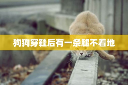 狗狗穿鞋后有一條腿不著地