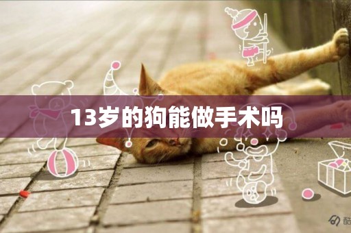 13歲的狗能做手術嗎