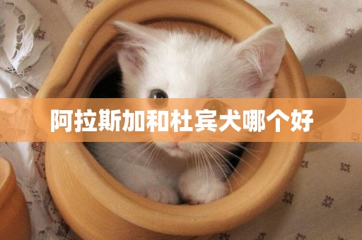 阿拉斯加和杜賓犬哪個好