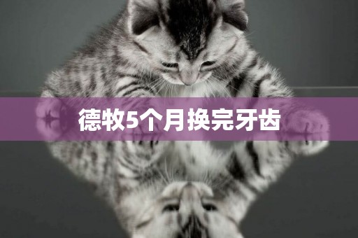 德牧5個月換完牙齒