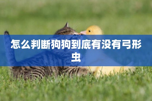 怎么判斷狗狗到底有沒有弓形蟲