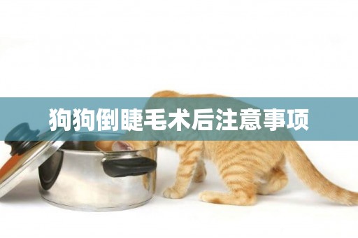 狗狗倒睫毛術后注意事項