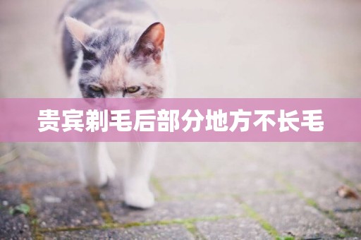 貴賓剃毛后部分地方不長毛