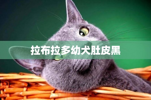 拉布拉多幼犬肚皮黑
