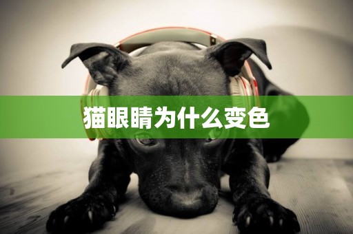 貓眼睛為什么變色