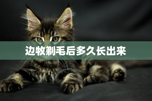 邊牧剃毛后多久長出來