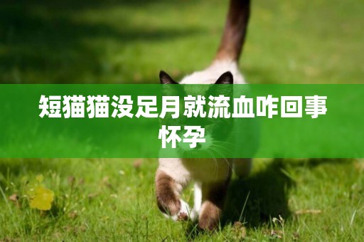 短貓貓沒足月就流血咋回事懷孕