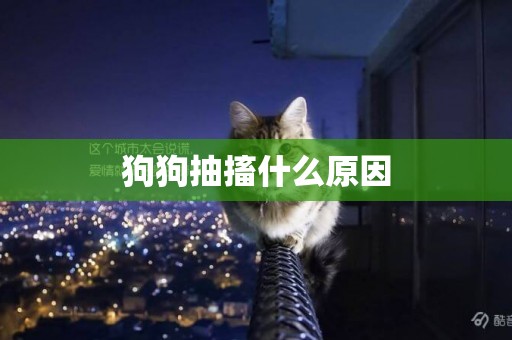 狗狗抽搐什么原因