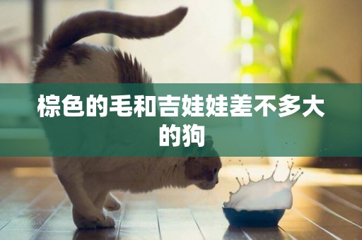 棕色的毛和吉娃娃差不多大的狗