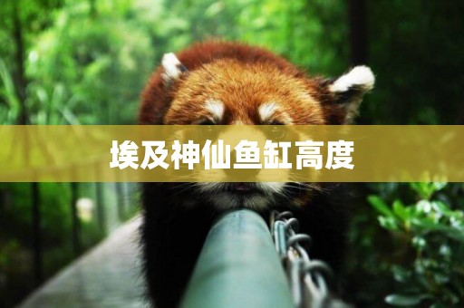 埃及神仙魚缸高度