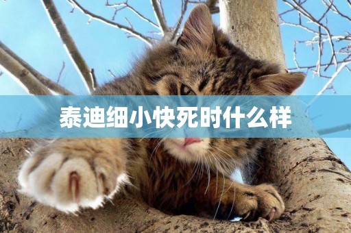 泰迪細小快死時什么樣