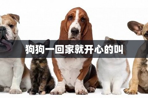 狗狗一回家就開心的叫