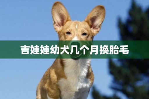 吉娃娃幼犬幾個月換胎毛