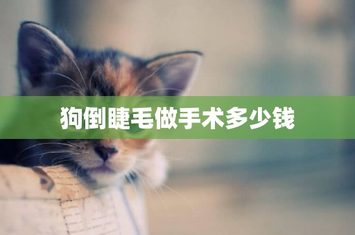 狗倒睫毛做手術多少錢