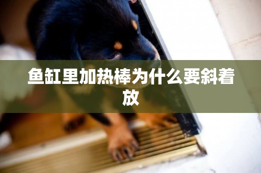 魚缸里加熱棒為什么要斜著放