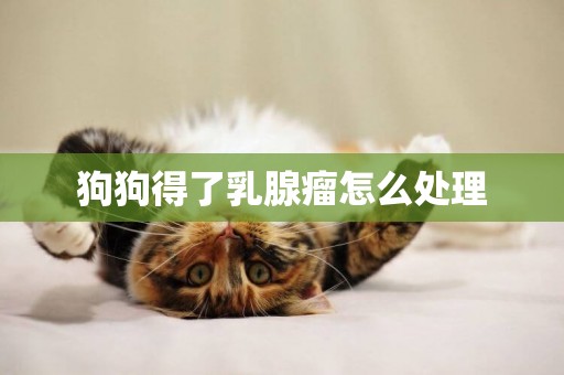狗狗得了乳腺瘤怎么處理