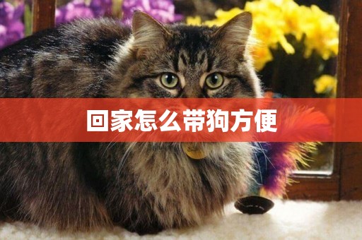回家怎么帶狗方便
