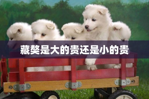 藏獒是大的貴還是小的貴